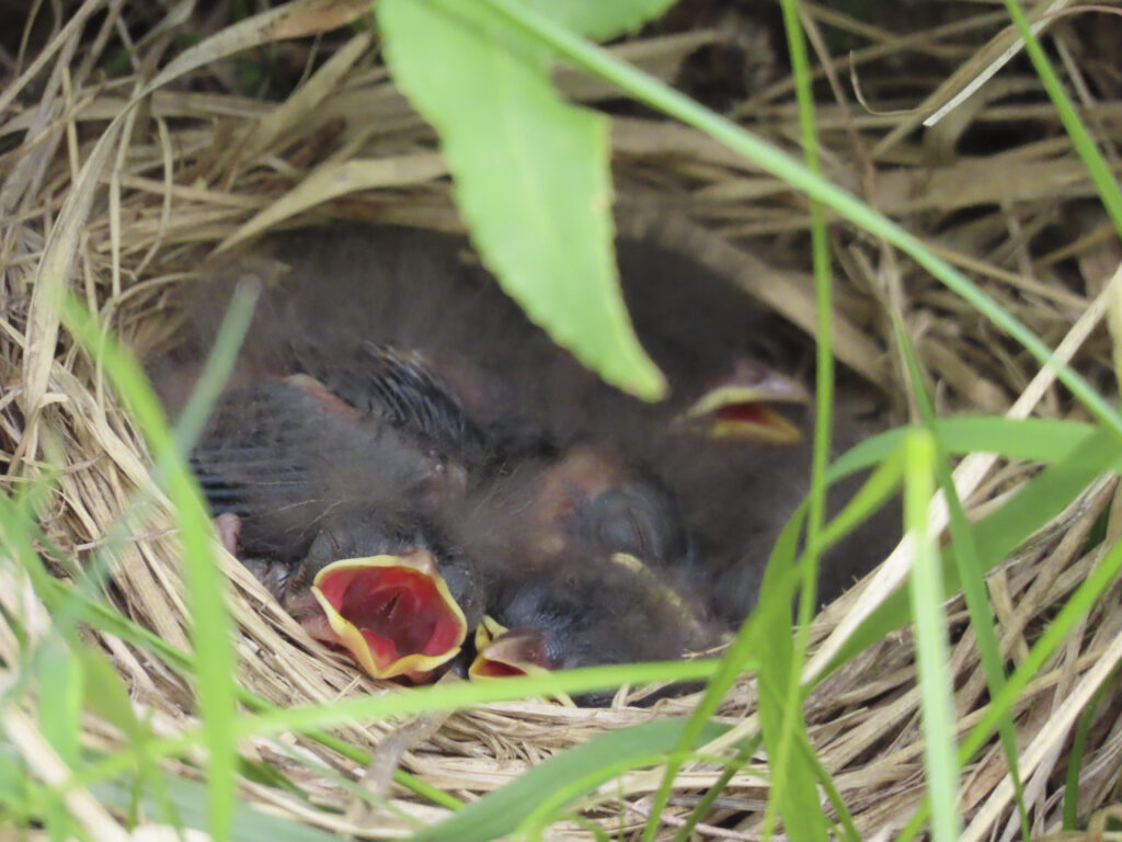 ホオジロのヒナ