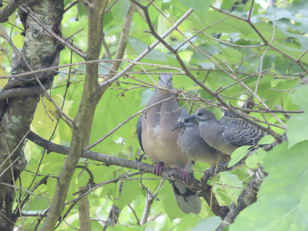 キジバトの親子