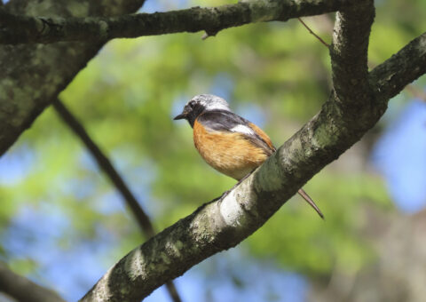 ジョウビタキのオス