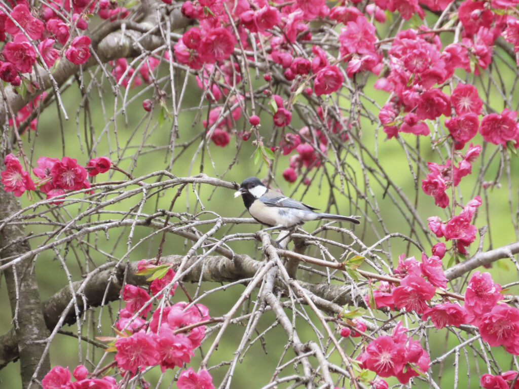 シジュウカラ。桃の季節