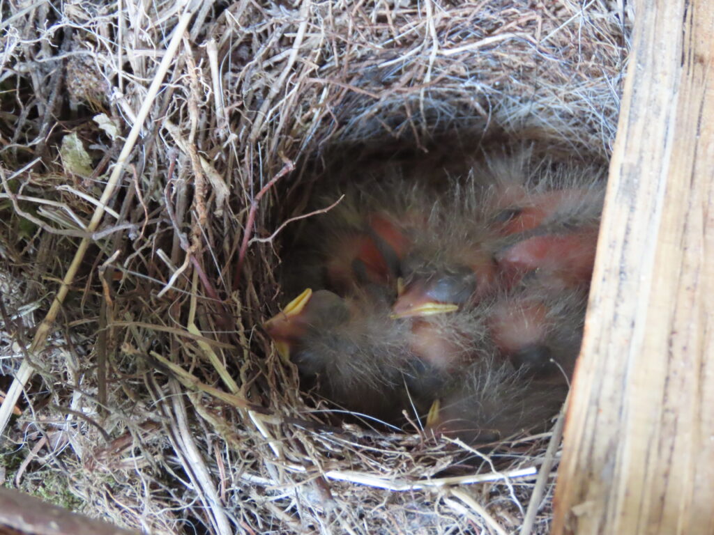 キセキレイのヒナ