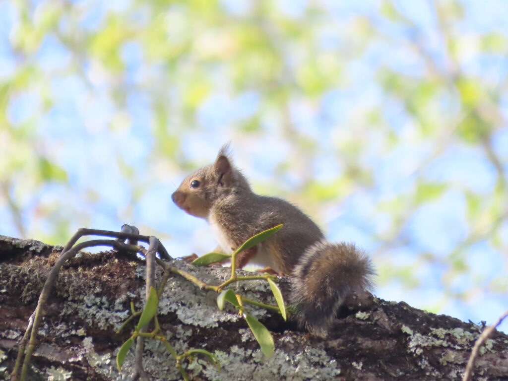 キャンプ場にいるリス
