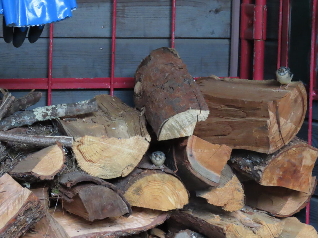 キセキレイのヒナ　薪棚